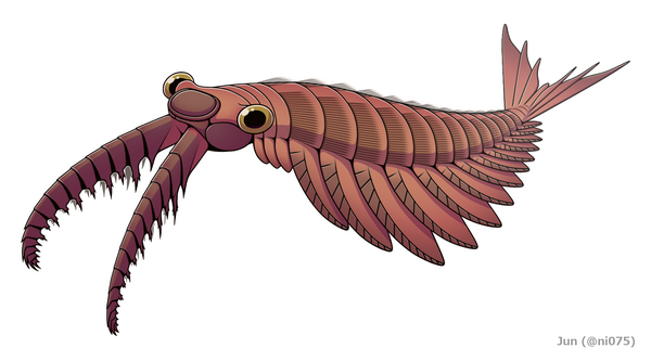 An artists reconstruction of Anomalocaris canadensis from the Burgess Shale.